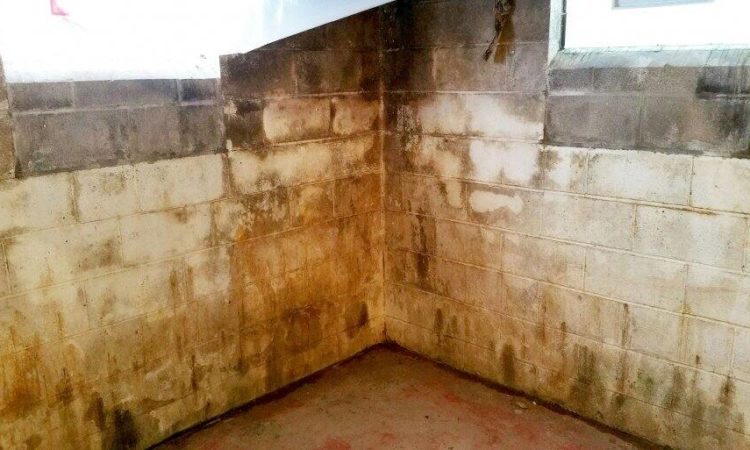 Mold Remediation | Columbus, OH | Everdry Waterproofing Of Columbus