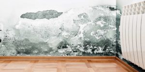 Mold Remediation | Columbus, OH | Everdry Waterproofing Of Columbus